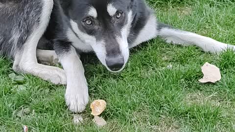 Saber the husky gets a reward