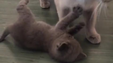 Cute cat and kitten are played