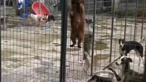 watch these dogs how they manged to get out from the cage | funny video |