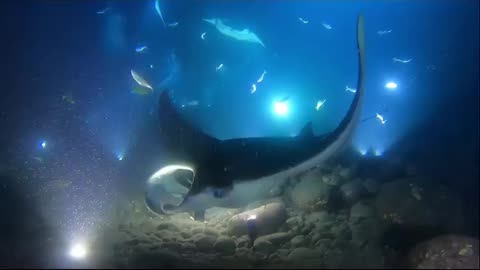 Wildlife