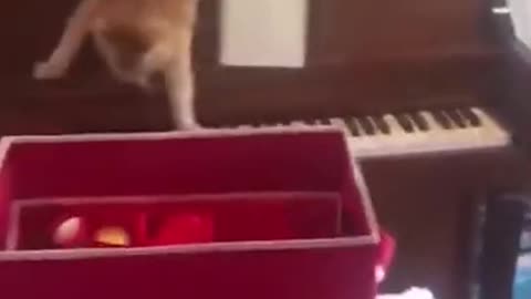 Try not to laugh funny animals #shorts