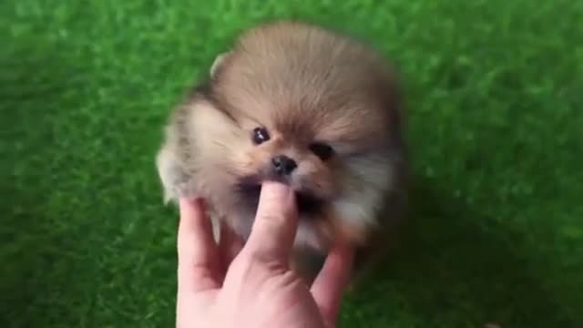 Smallest Dog - Part 6