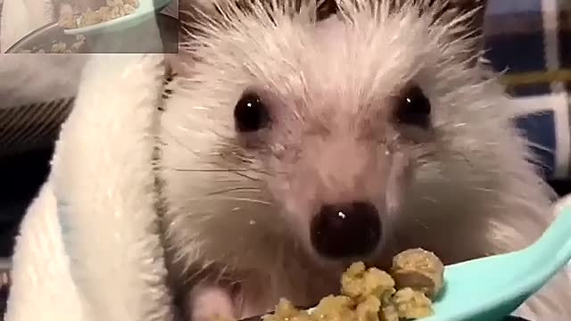 The hedgehog eats its dinner