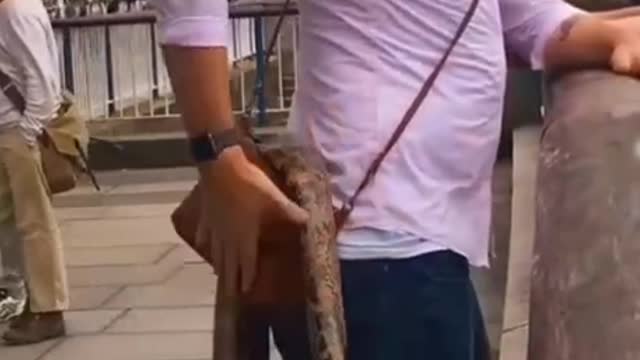 Public Prank With Rubber Snake ||