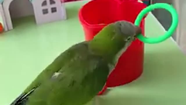 intelligent parrot