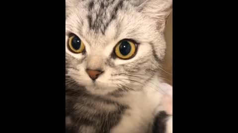 Intruging Cat Videos to make you week --15