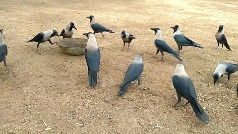 Funny Game Of Crows - Crows Playing Together