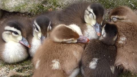 animais PATINHOS CAROLINO fauna americana silvestre selvagem cute baby