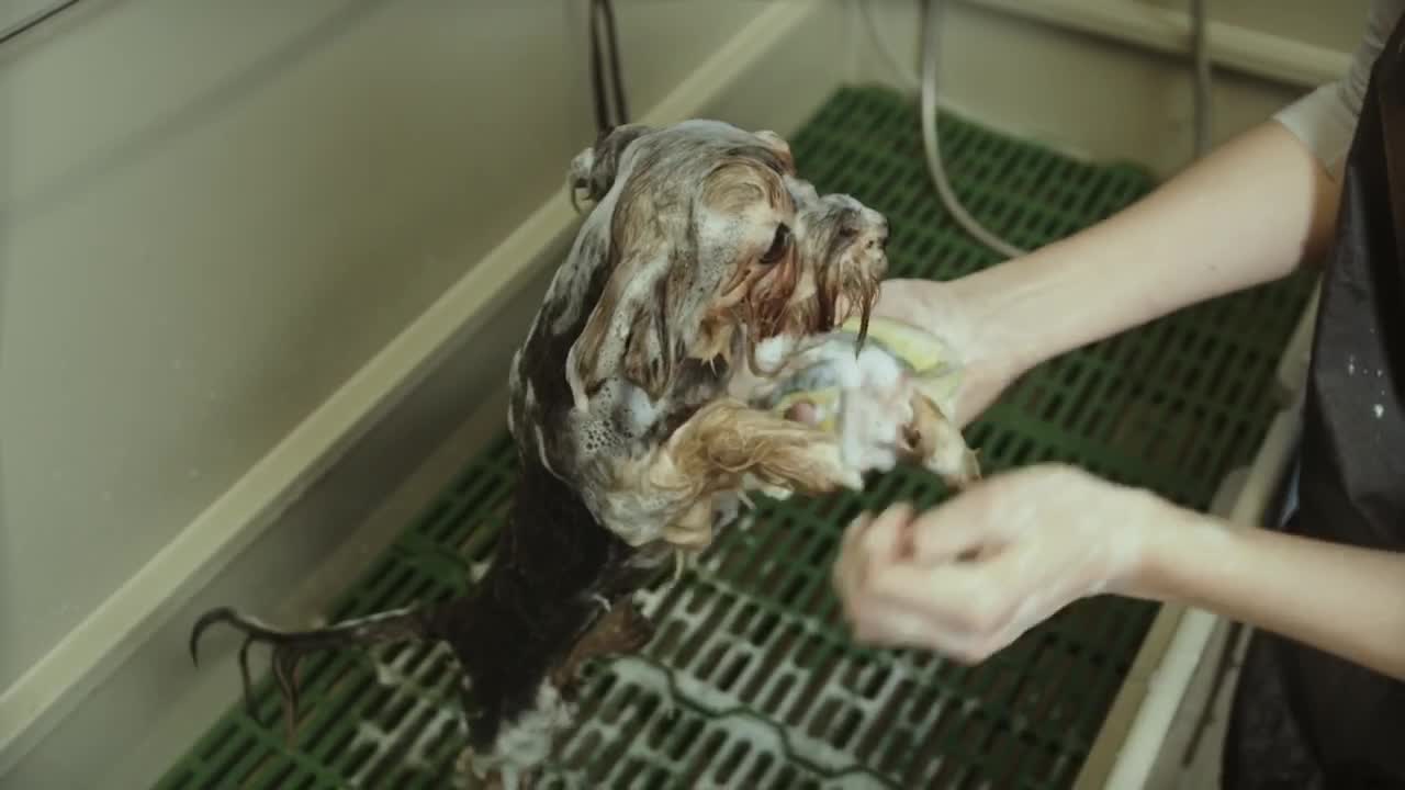 Shower the sweet dog