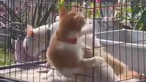 Funny_Animal_Videos_2023_😂-_Funniest_Cats_And_Dogs_Videos_||_s_||_Pet_Hub12_😺😍#51(360p)