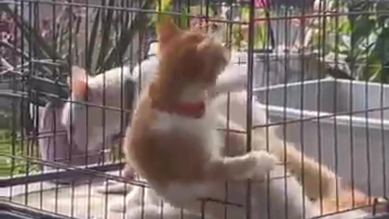 Funny_Animal_Videos_2023_😂-_Funniest_Cats_And_Dogs_Videos_||_s_||_Pet_Hub12_😺😍#51(360p)