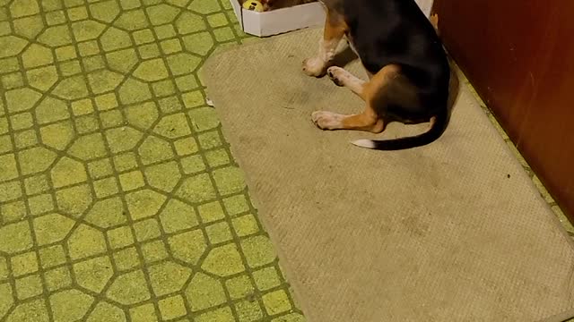 Shadow And Her Bone