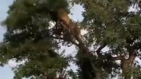 Lion vs Leopard on a top of tree #shorts