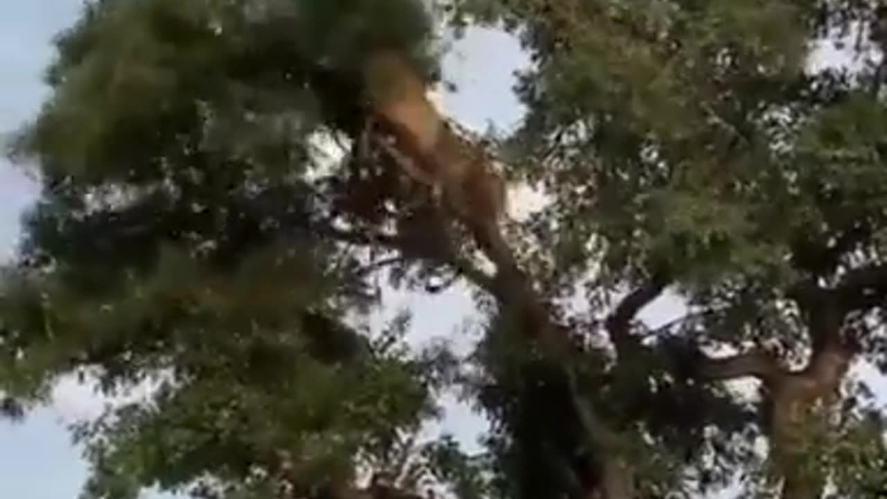 Lion vs Leopard on a top of tree #shorts