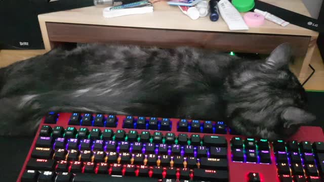 'Hash', the cat that took over the computer.