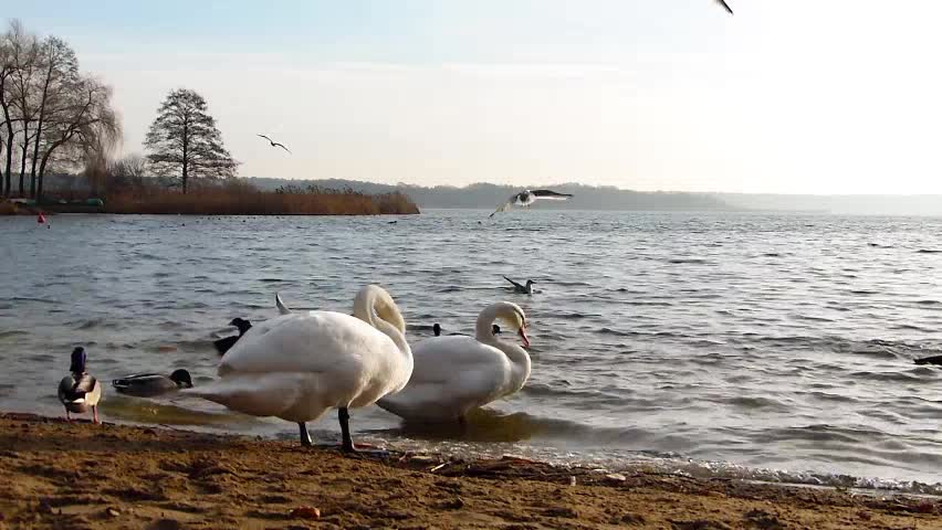 Cisnes Gaivotas Patos