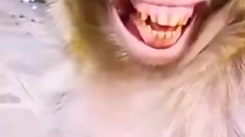 Funny monkey