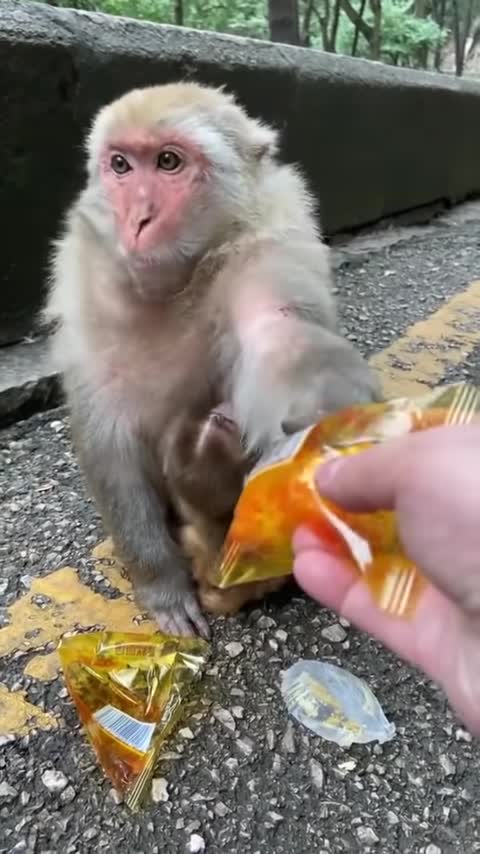 treat-eating monkey