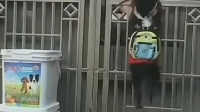 Humans use all the words to describe the sincerity, the puppy will only wink the dark eyes