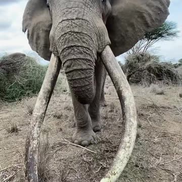 Best view of an Elephant in our Last week Safari in Tanzania