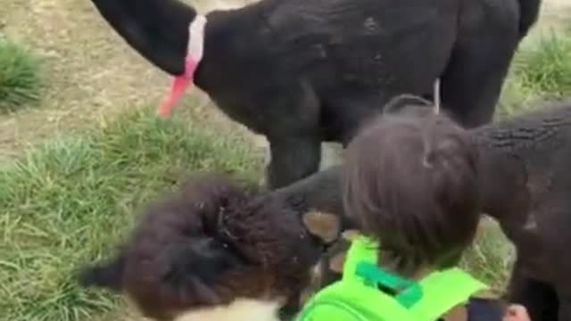 omg so cute alpaca and little boy hug