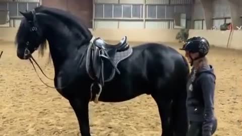 horses