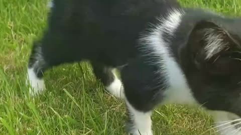 cute animals | cute cats | cute pappy |cute dogs | cute birds|cute pets # shorts