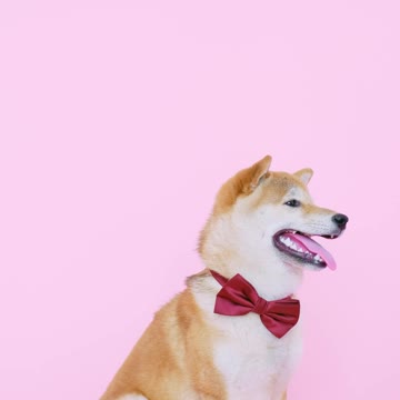 Beautiful Dog look it