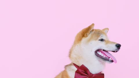 Beautiful Dog look it