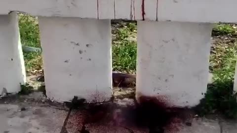 На набережной Сухуми лежит мёртвый дельфин завёрнутый в пакете