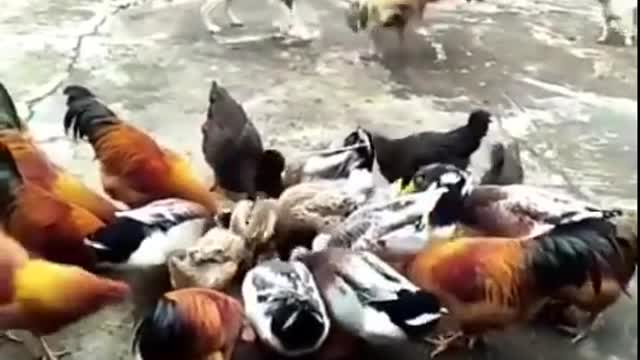 chicken vs dog fight _# funny dog fight videos🐕...