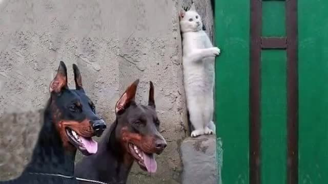 Angry Cat vs Dog , Who will win Don't mess with Cat