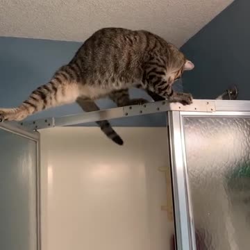 Oh no!! Got himself in a little trouble! #catsoftiktok #funnycatsoftiktok #mochicat #ani