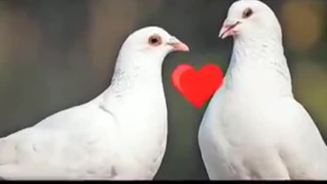 Bird love