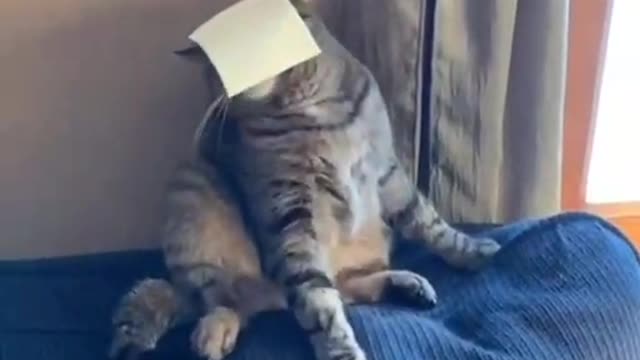 funny and angry cat