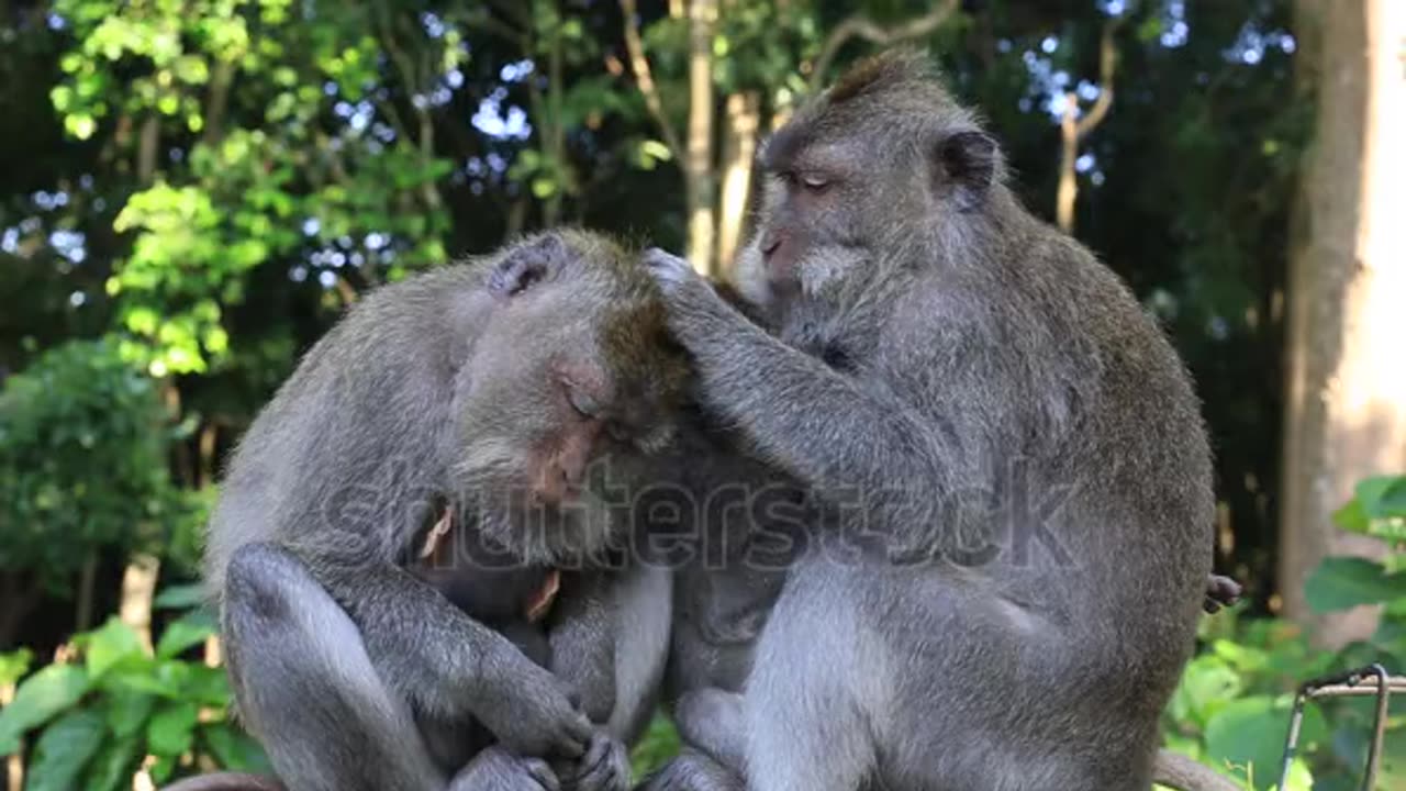 Two monkey in love