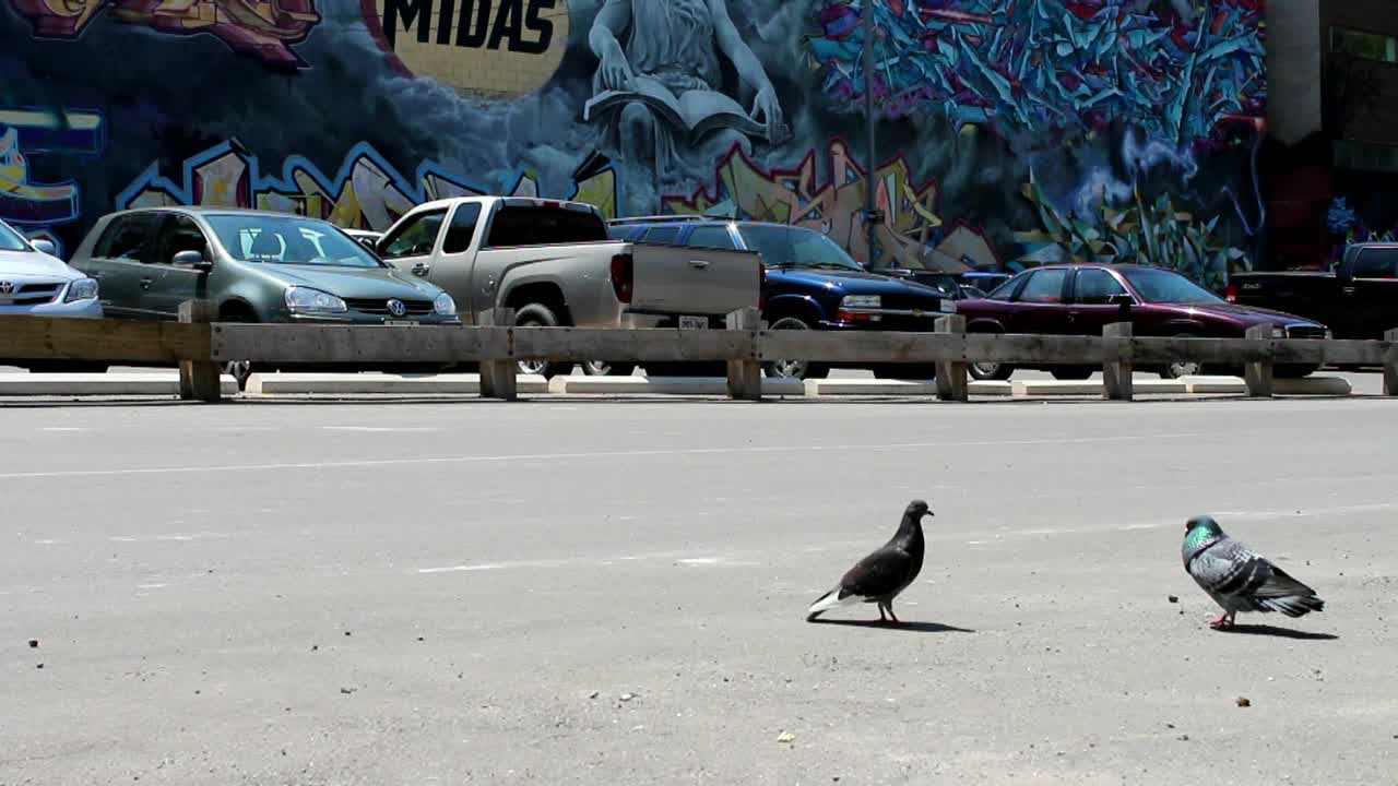 Pigeons Vidéo De Stock In Love