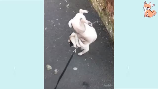 You can't believed what the dog is doing