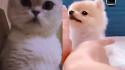 funny viral cats