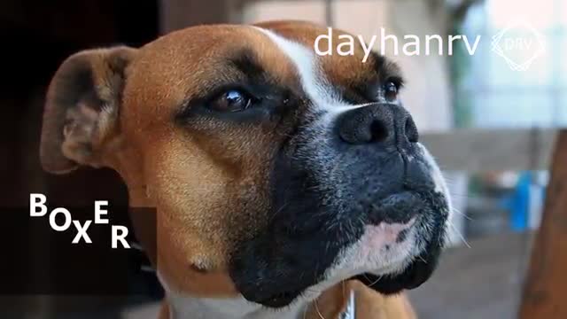 DOGS BARKING to Make your Dog Bark | 11 Dog Breeds Barking Sound Effects HD