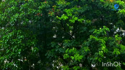 Amar Sarata Din Meghla Akash Bristi Tomake Dilam _ Lyrical _ Srikanto Acharya _ Valentine Day Song