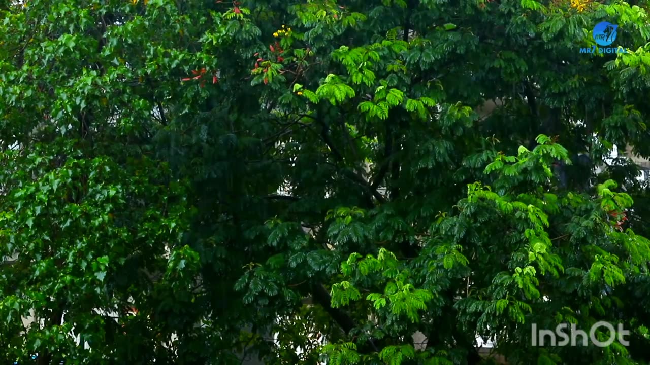 Amar Sarata Din Meghla Akash Bristi Tomake Dilam _ Lyrical _ Srikanto Acharya _ Valentine Day Song