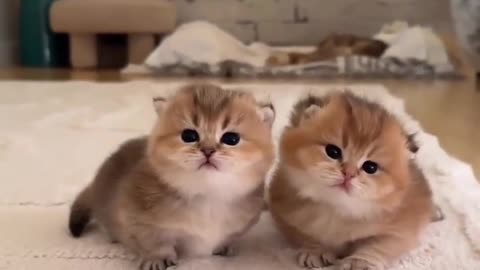"Adorable Whiskers: A Playful Journey with the Cutest Kitten Ever!"