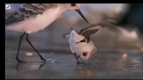 Dil He Chota Sa | Cute Bird Animation WhatsApp Status