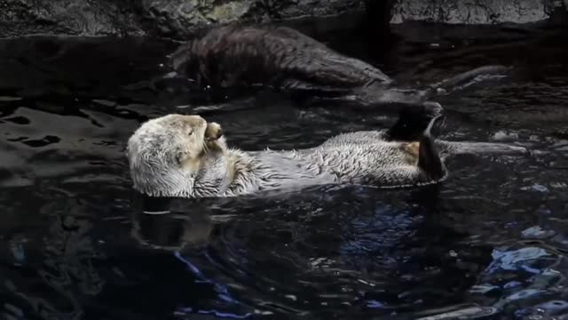 OTTER CHAOS!!SEA OTTERS SWIMMING, TWIRLING AND SWIRLING AT MONTEREY BAY RIVER!