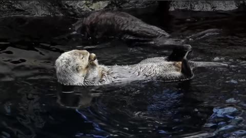OTTER CHAOS!!SEA OTTERS SWIMMING, TWIRLING AND SWIRLING AT MONTEREY BAY RIVER!