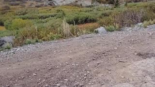 TNTA: Black Bear Descent September 2020 (WideScreen)