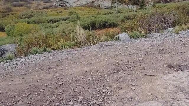 TNTA: Black Bear Descent September 2020 (WideScreen)