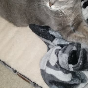 Cat Takes The Dog Bed