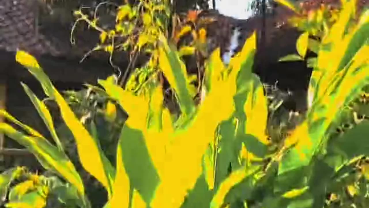 Mini vlog